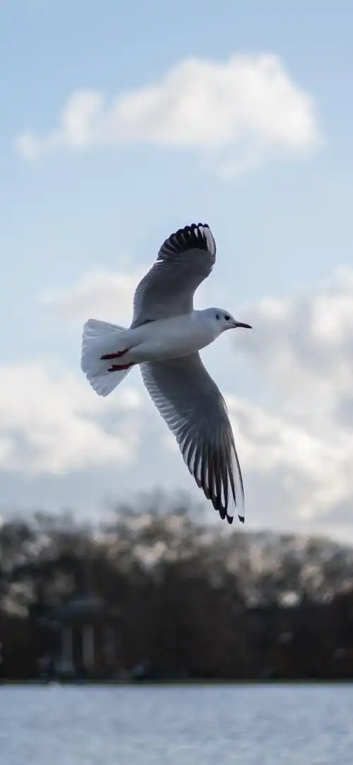 鸽子飞行,翅膀,湖 1242x2688 iphone 11 pro/xs max 壁纸,图片,背景