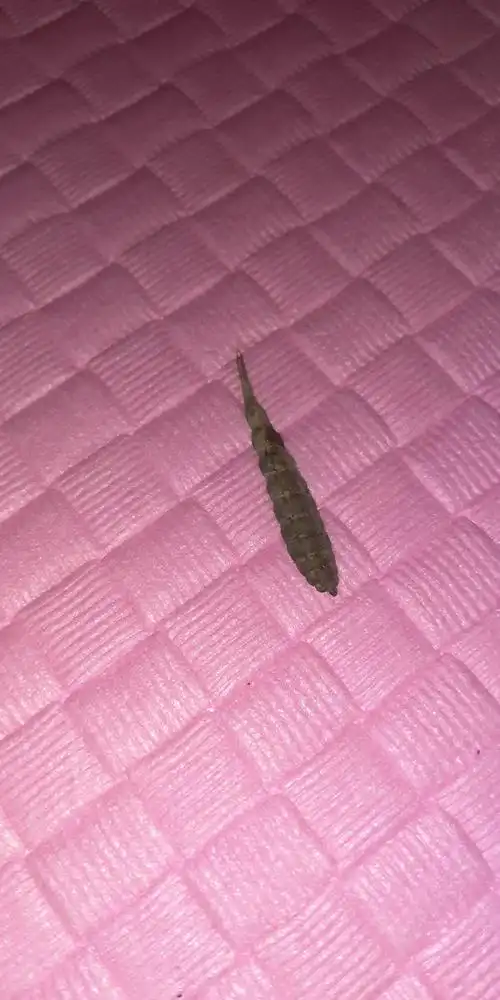 家里好多这个虫说是衣鱼我感觉不像啊 这个虫子没有