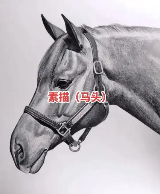 素描 马头 来一打.#画画 #手绘 #一起学画画 #艺术 # - 抖音