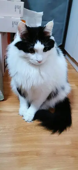 【讨论】想看看大家的黑色/黑白色长毛猫