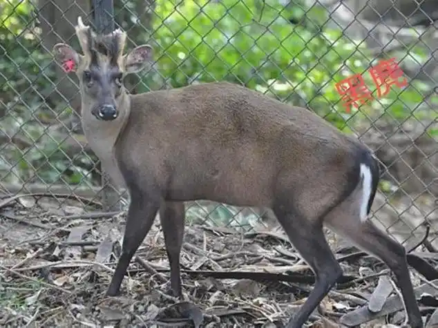黑麂栖息在1000米海拨阔叶林地区是中国持级保护野生动物