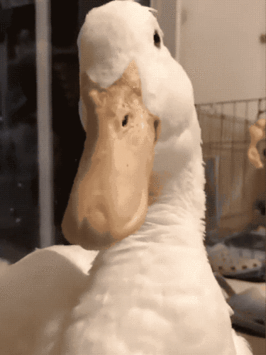 480_640竖版 竖屏gif 动态图 动图