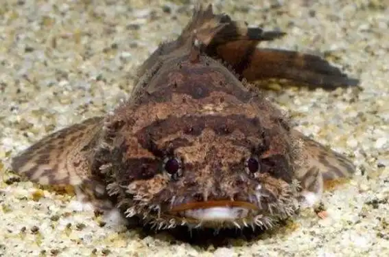 世界上最丑的十种鱼 尖牙鱼上榜,第九性情凶猛