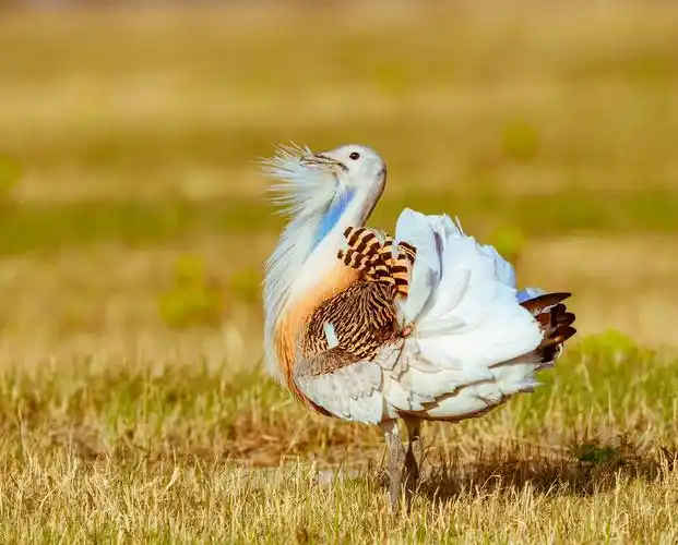 大庆大鸨 - 美篇