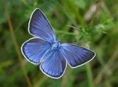 蓝色蝴蝶的寓意和象征,蓝色蝴蝶是什么品种