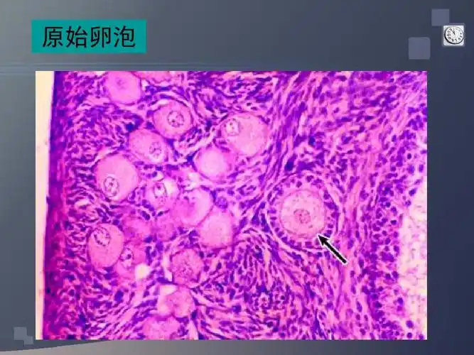 原始卵泡