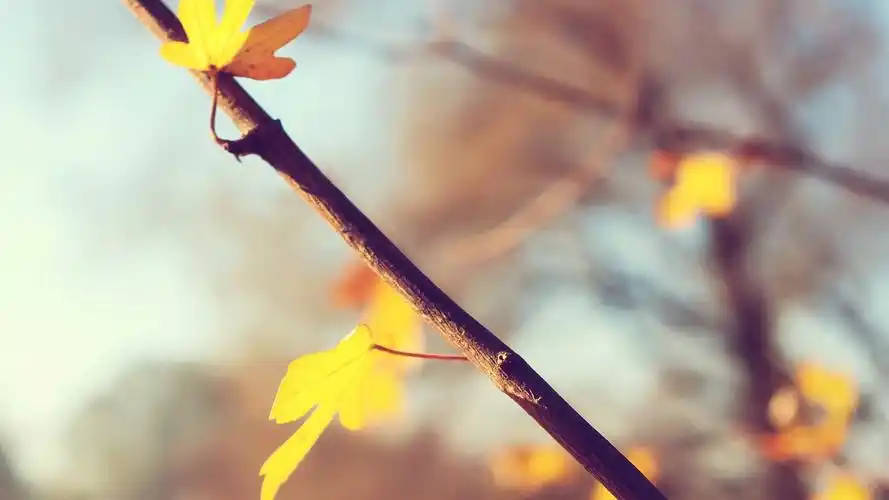 唯美秋天落叶枫叶意境