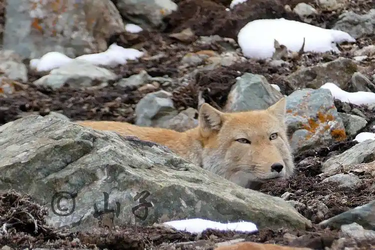 这种狐狸靠"方脸"走红网红,大家感觉如何?