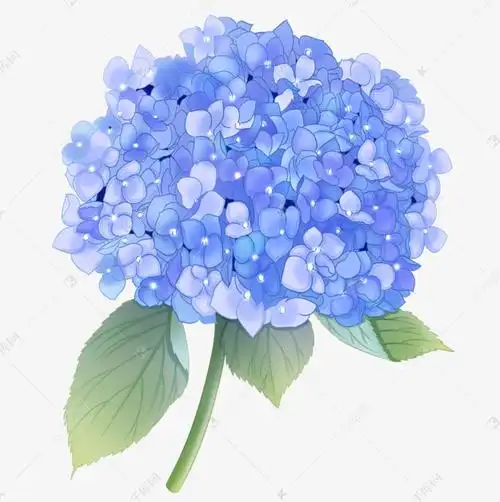 手绘风格浅蓝色绣球花