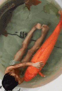 鲤鱼图片_鲤鱼动态图_鲤鱼表情包gif动图下载_soogif