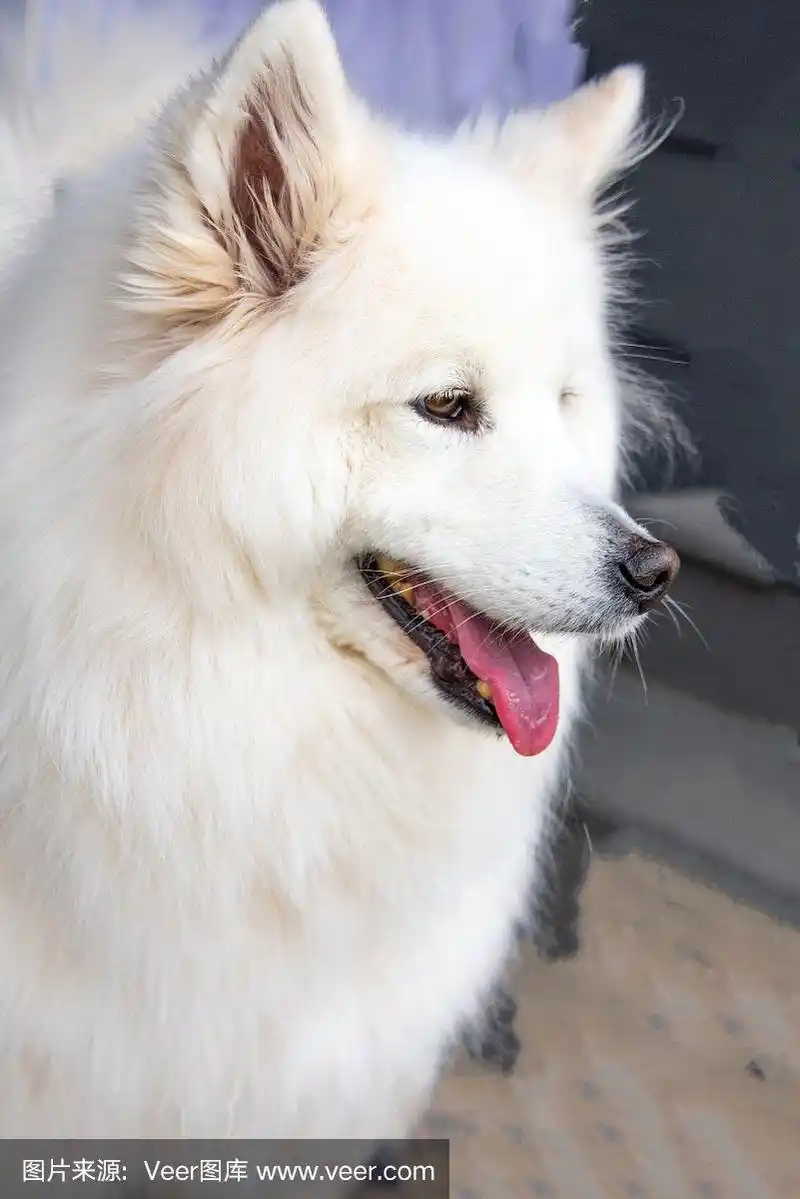 美丽的白色萨摩耶狗
