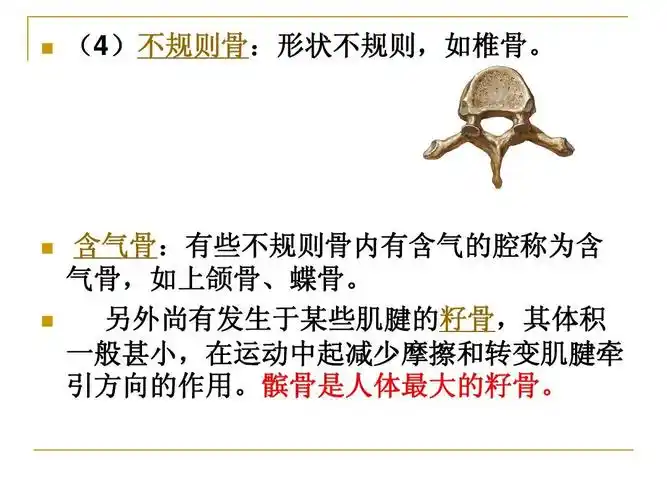 《人体解剖学》--躯干骨解剖ppt