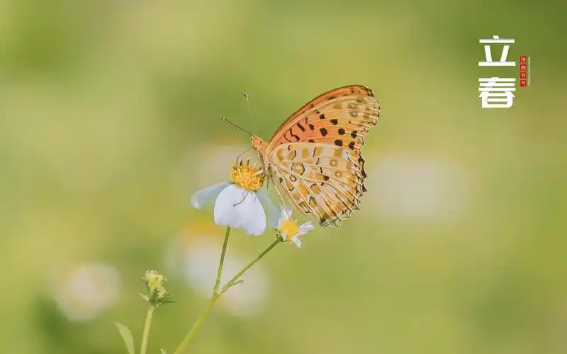 二十四节气立春清新唯美主题图,节日合集-回车桌面