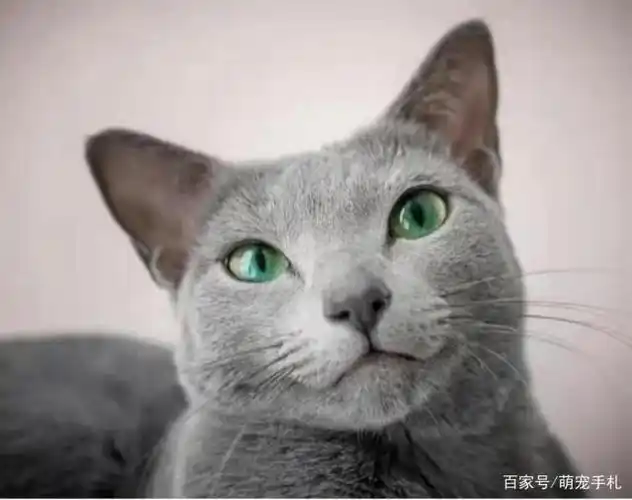 网红蓝猫霸气走红,坐拥十二万粉丝,靠的原来是一双翡翠般的眼睛