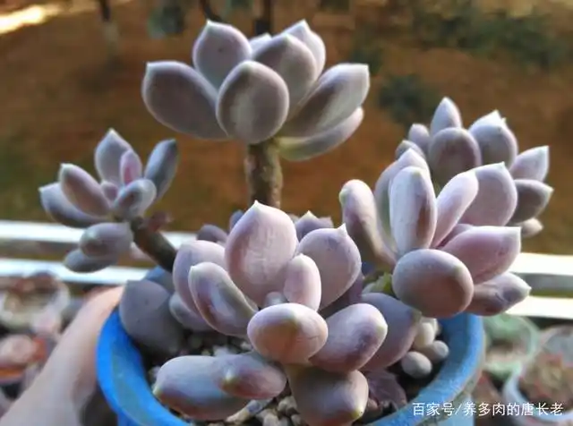 多肉稻田姬,之前常拿来冒充三日月美人,但一个明显特征出卖了它