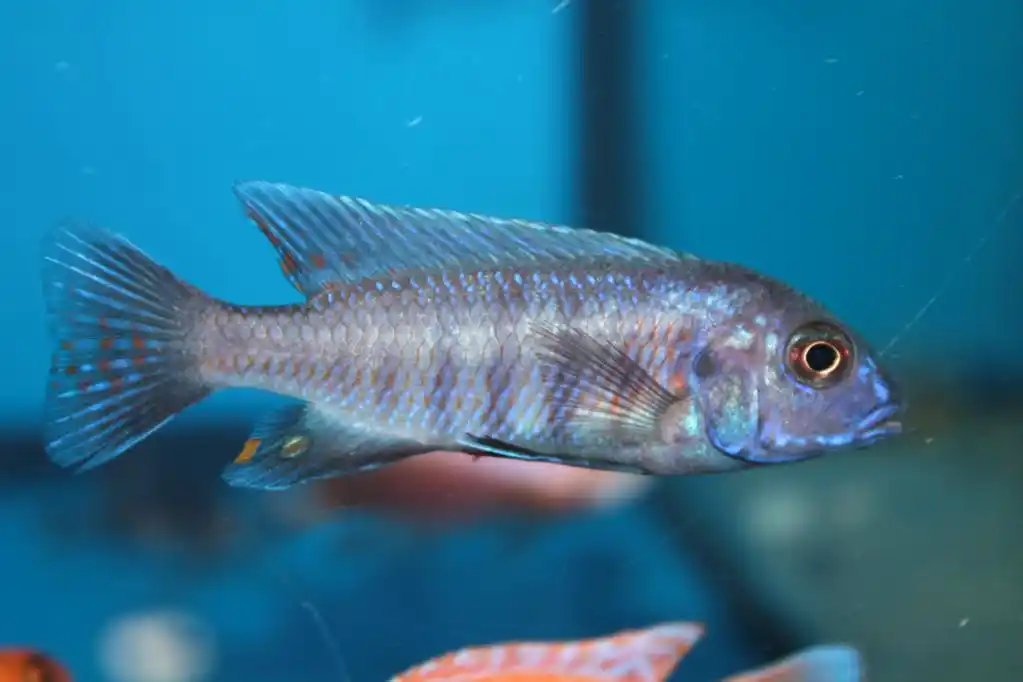 蓝色的斑马 mbuna (pseudotropheus 斑马) 水族箱用鱼的形态
