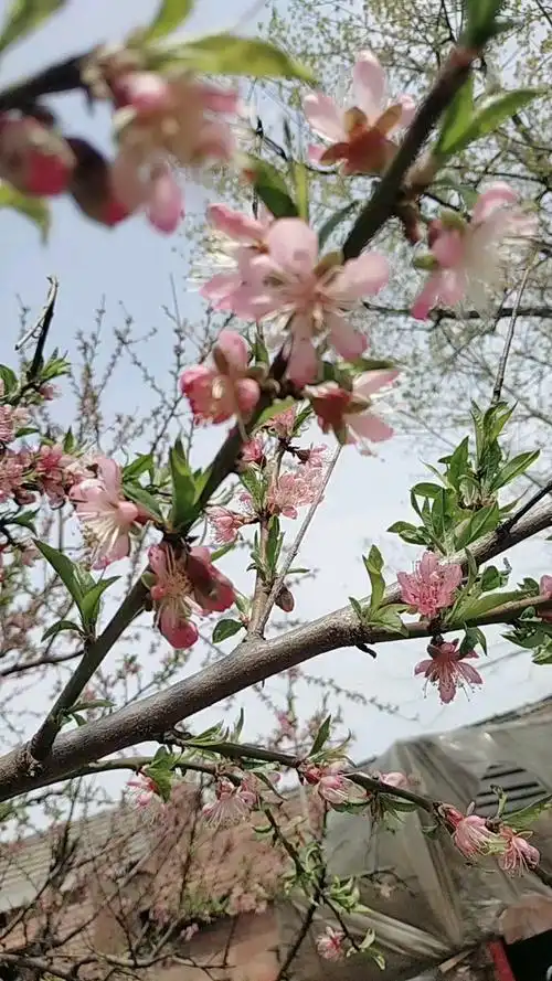 奶奶家的桃树开花了