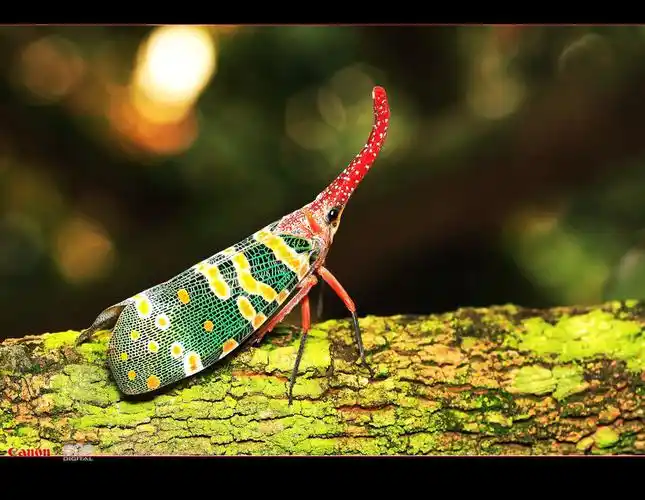 龙眼鸡(长鼻蜡蝉)