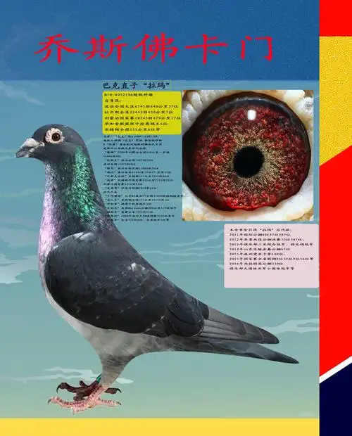 慕利门_恒达信鸽育种联盟_ ag188.com爱鸽商城_中国信鸽信息网