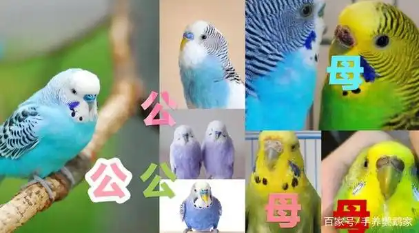 最全虎皮鹦鹉区分公母图解,幼鸟成鸟一看便知,收藏,买鸟不求人