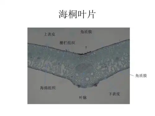 双子叶植物叶片结构