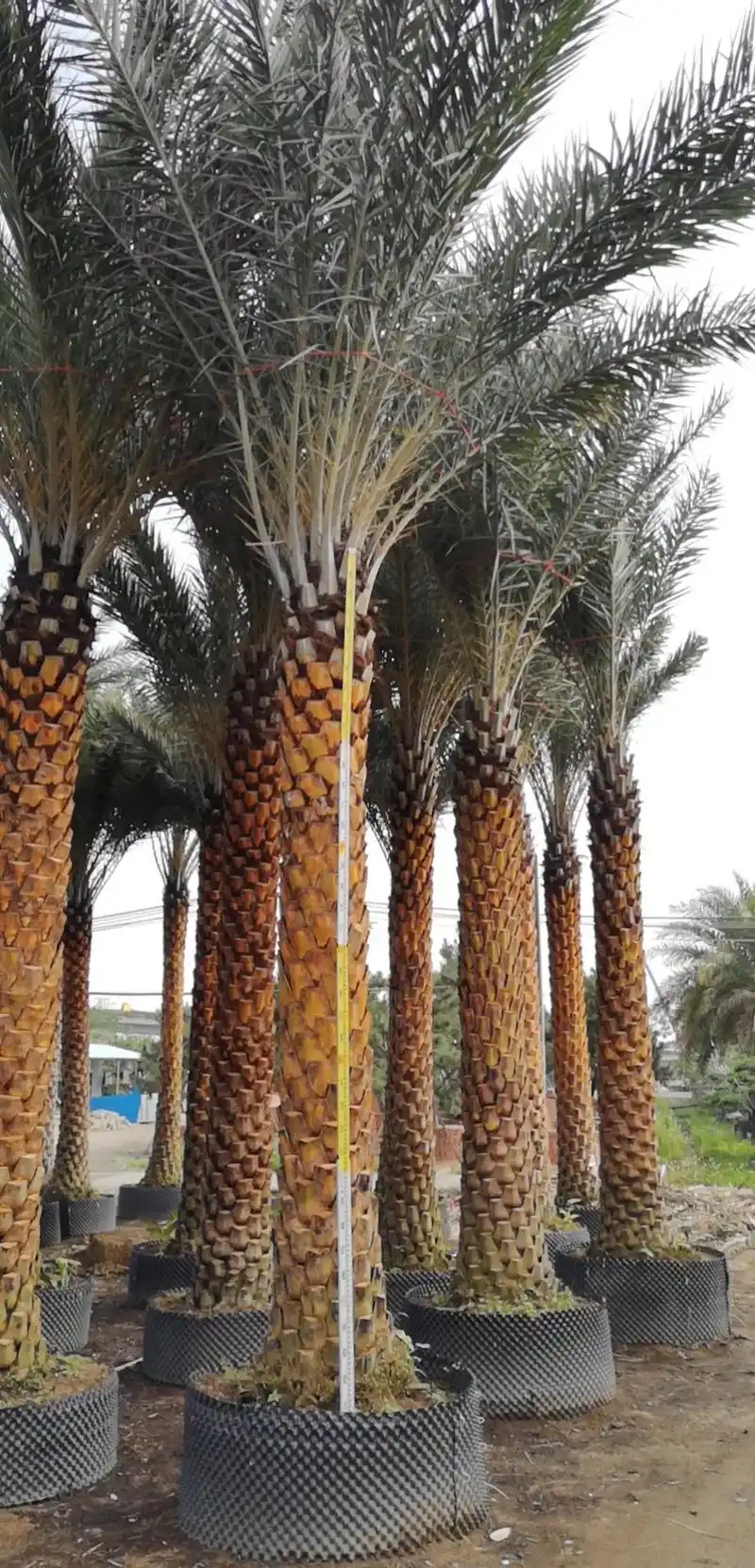 中东海枣(银海枣)杆高4米左右精品,胸径40到45公分微信号 - 抖音