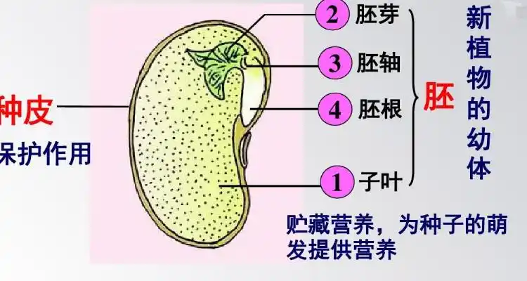 子叶在种子的萌发过程中起着什么作用