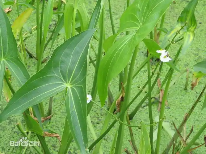 这种植物叫什么名字