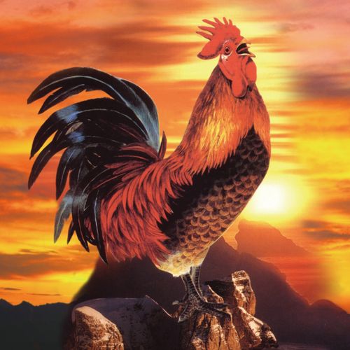 金鸡报晓风水大公鸡贴画海报农镇宅门富贵吉祥现代装饰画