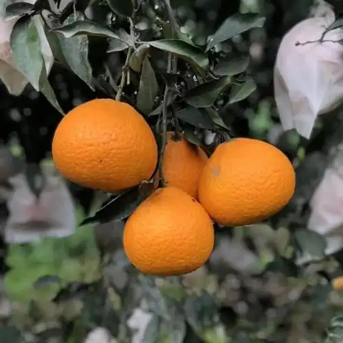 张塘村青见柑橘