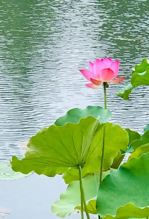 06.14第七届杭州西湖荷花展(郭庄)