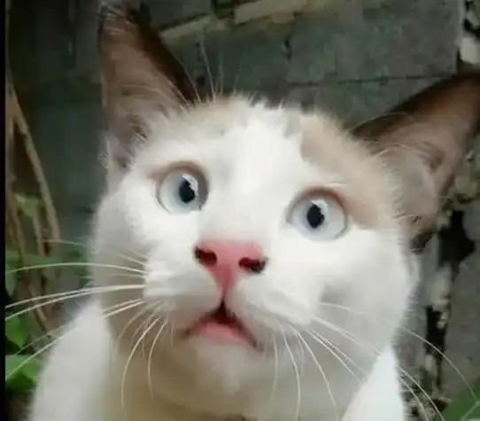 震惊小猫#猫咪表情包 #猫咪 #心思全写在脸上的猫 - 抖音