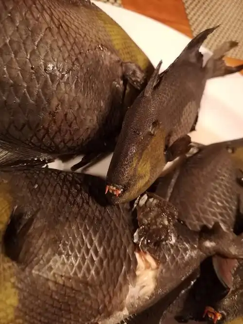 用户照片-odonus niger-红牙鳞鲀-喵潜ai鱼类辨识 fish id - 你的在线