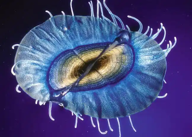 帆水母的触手上布满刺细胞_副本