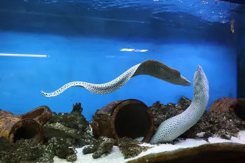 漫游大海鳗正是海里的精灵.