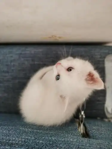 【讨论】异瞳白猫,这两天刚到家,才40天眼睛颜色就分出来了.