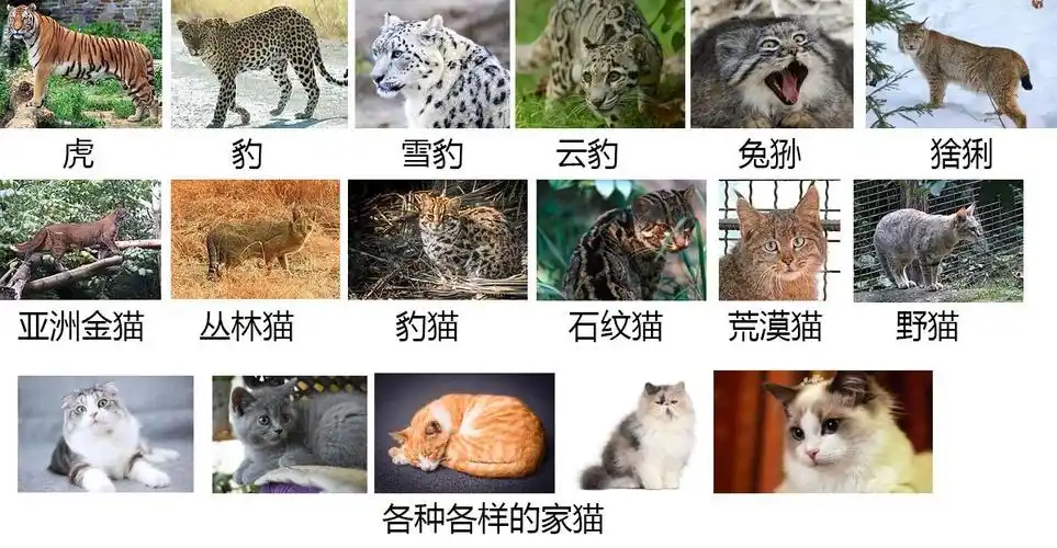 浅谈中华猫科动物分布现状,大猫尤爱西南一带