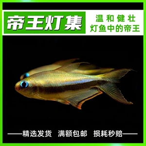 黄金帝王灯黑帝王灯蓝国王彩虹帝王灯血翅兰帝王热带鱼淡水鱼灯科