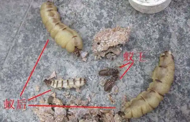 白蚁的防治方法