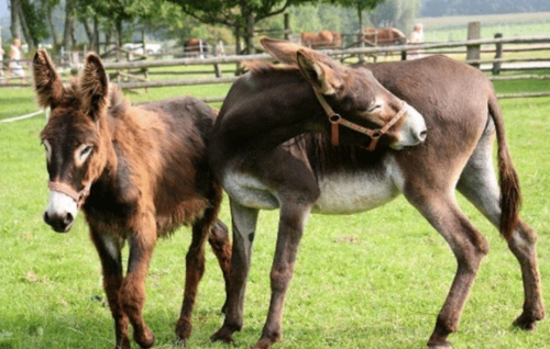 人类是否跟所有动物都存在"生殖隔离" 女科学家给你科普