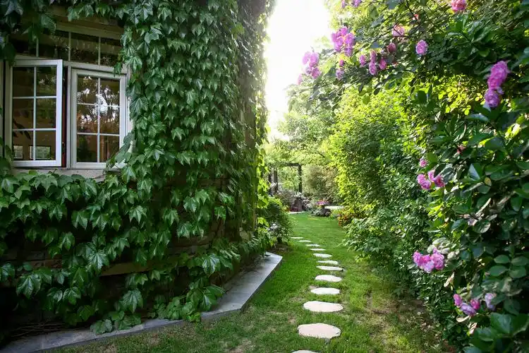 推荐三种超省心的爬藤植物,轻松实现花墙的梦想