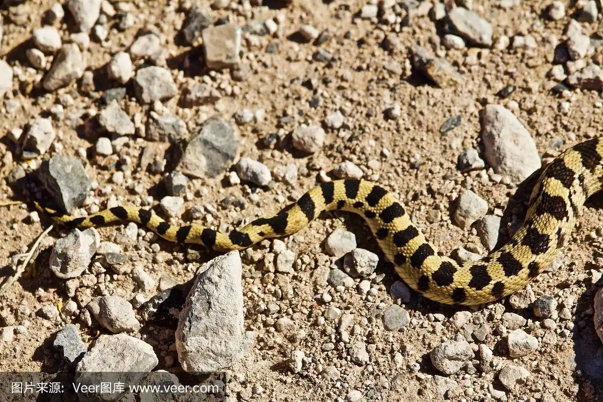 彩色图案的蛇尾巴在泥路