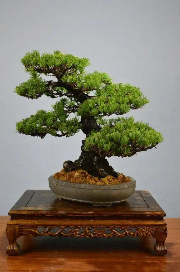 日本原生五针松