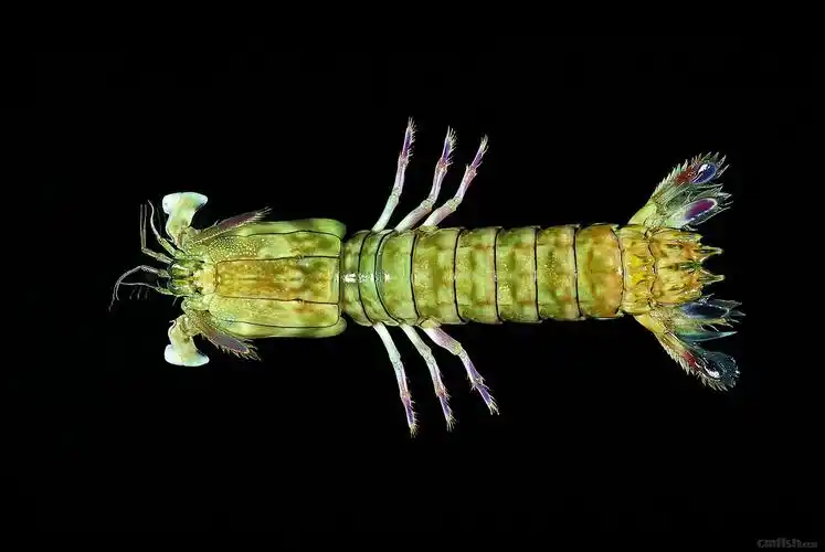 大指虾蛄(gonodactylus chiragra)雌性个体