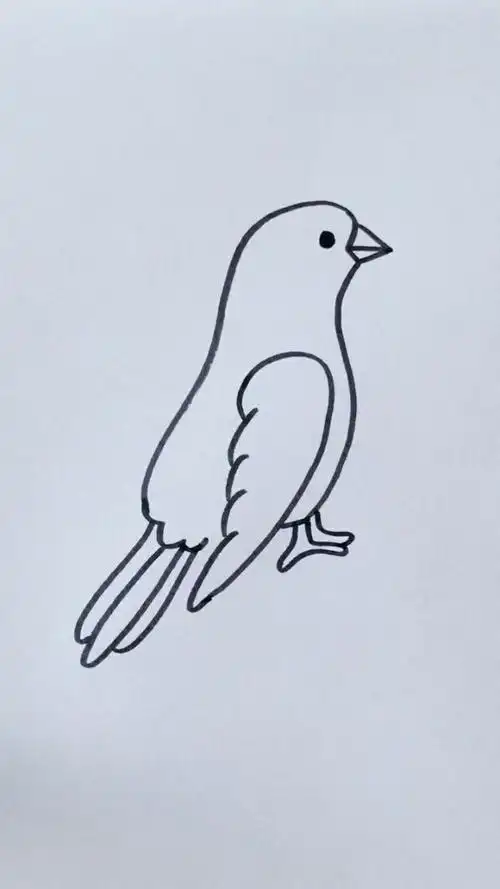 今天教大家画个小鸽子,简单易学