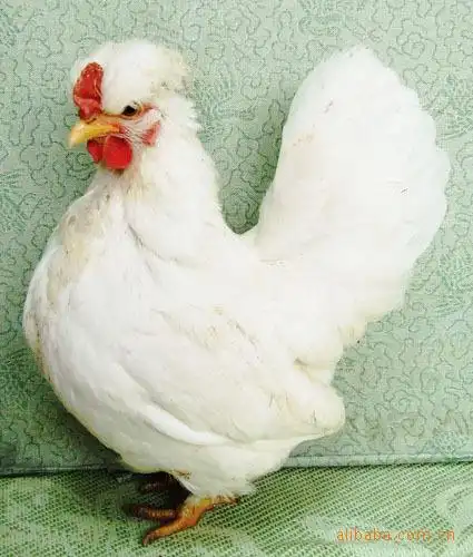 黑元宝种鸡小型体