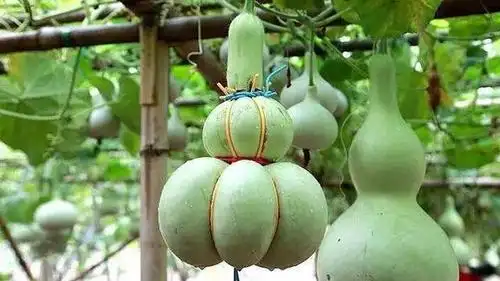 一棵长颈葫芦可以结百个做成工艺品一个葫芦最低百元工艺农业