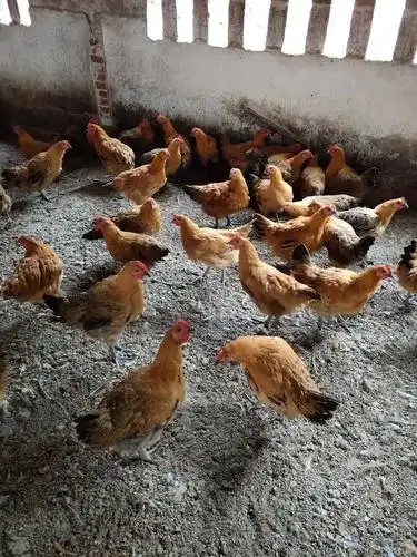 鸡 商品属性 品种名:瑶鸡 单只重:4-5斤 用途:肉鸡 类型:母 生长期:6