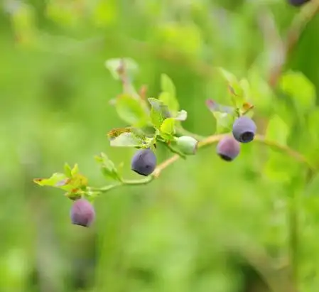 bilberry crowberry blueberry bunchberry