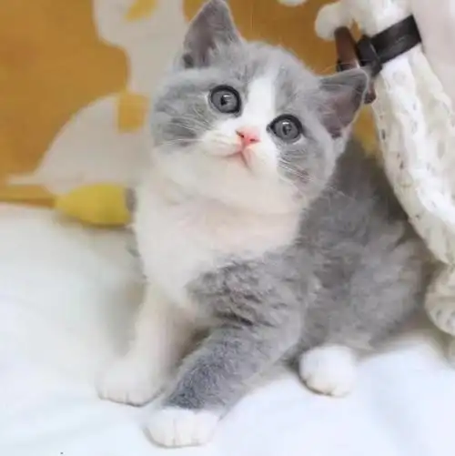可爱又温顺的英短蓝白猫看一眼心都要被它们融化了